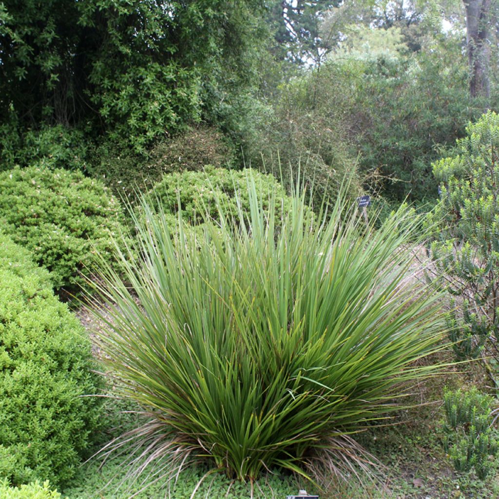 Cordyline australis - Cordiline