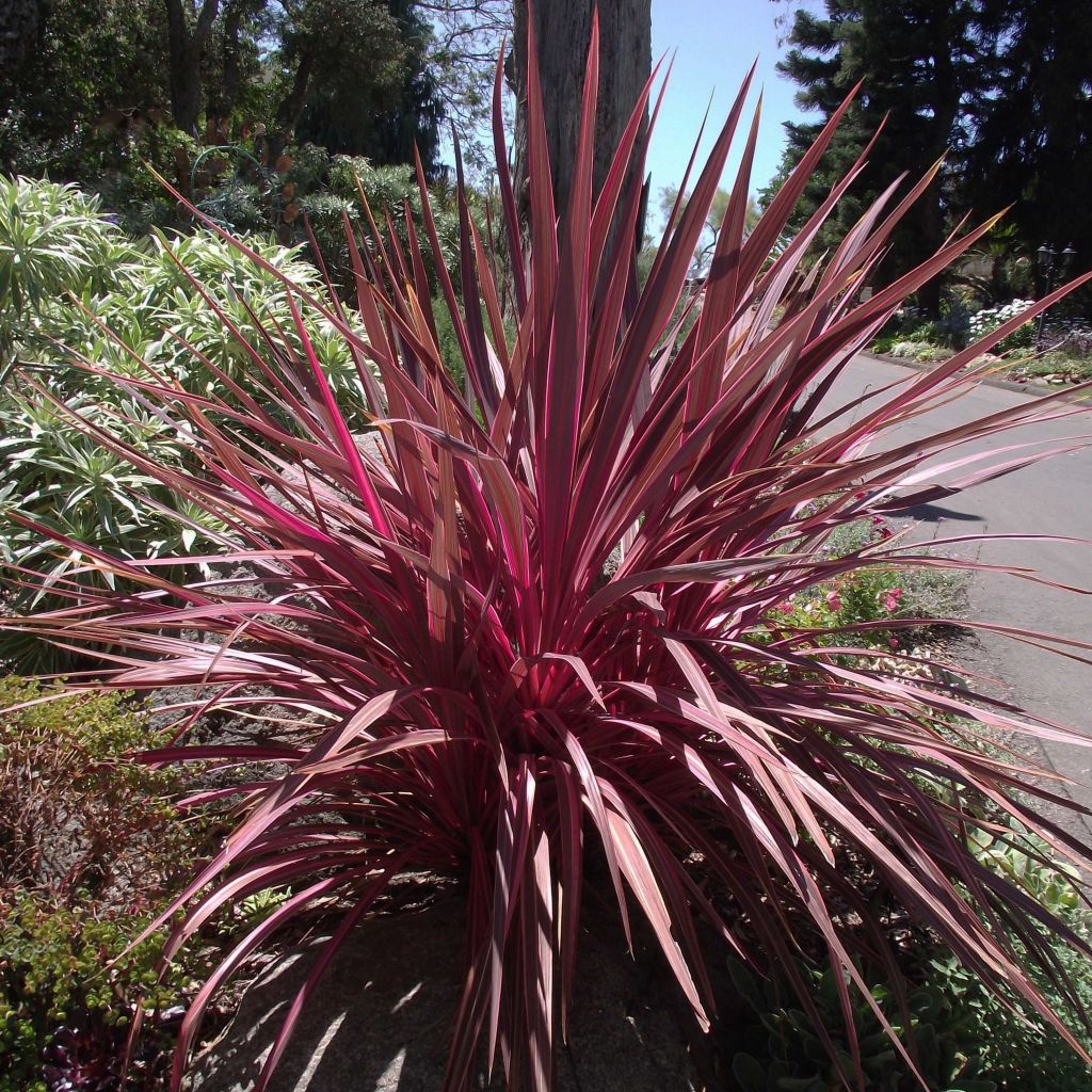 Cordyline banksii Electric Pink - Cordiline