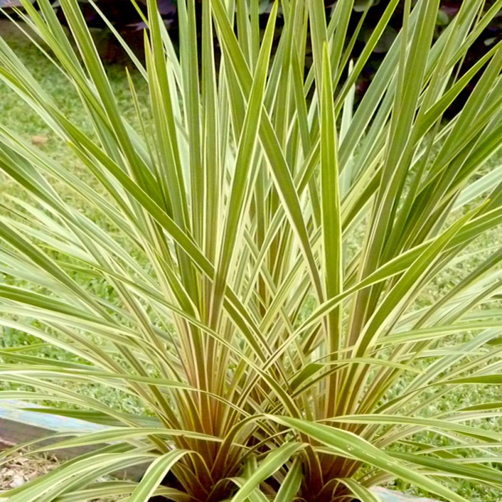 Cordyline australis Fantasy - Cordiline