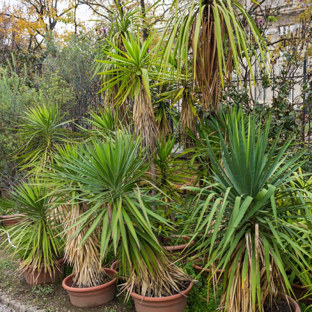 Cordyline indivisa - Cordiline