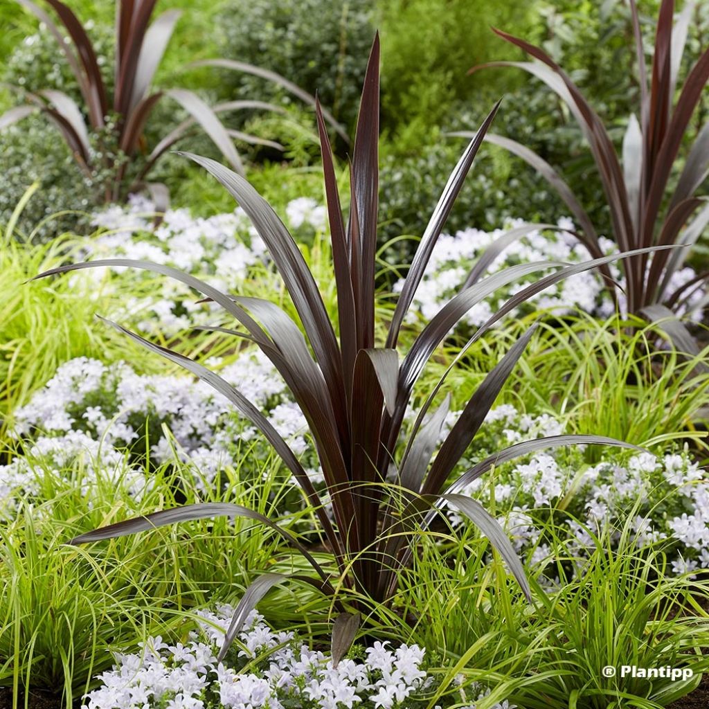 Cordyline obtecta Superstar