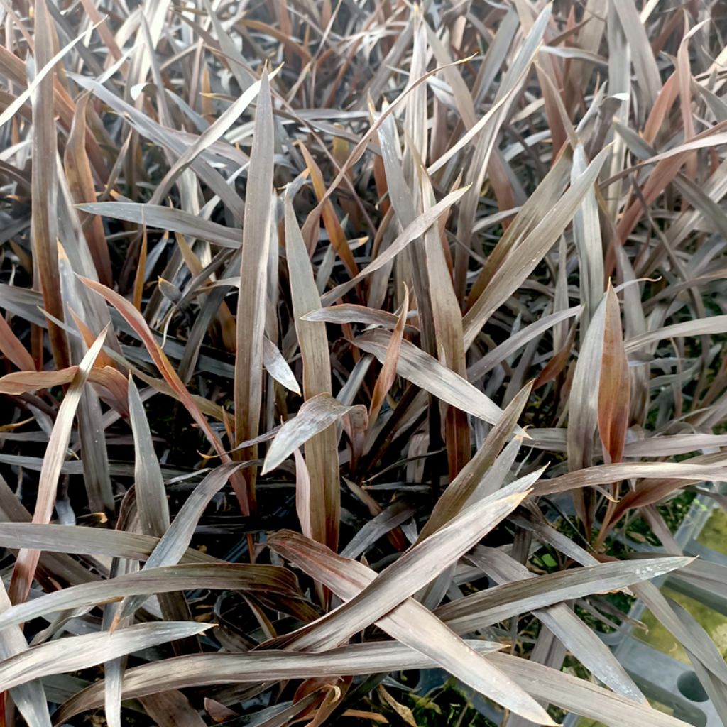 Cordyline banksii Renegade - Cordiline