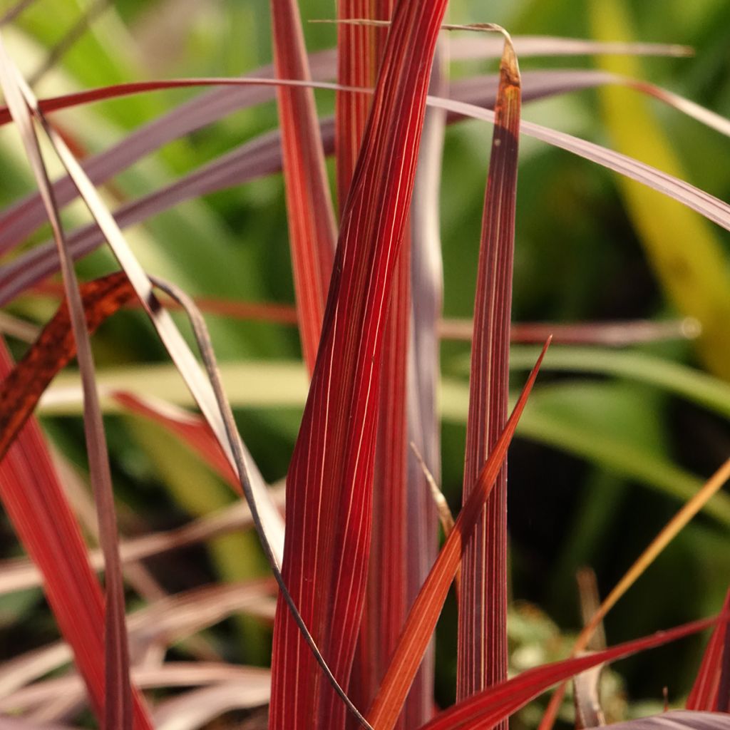 Cordyline australis Design a Line Burgundy - Cordiline