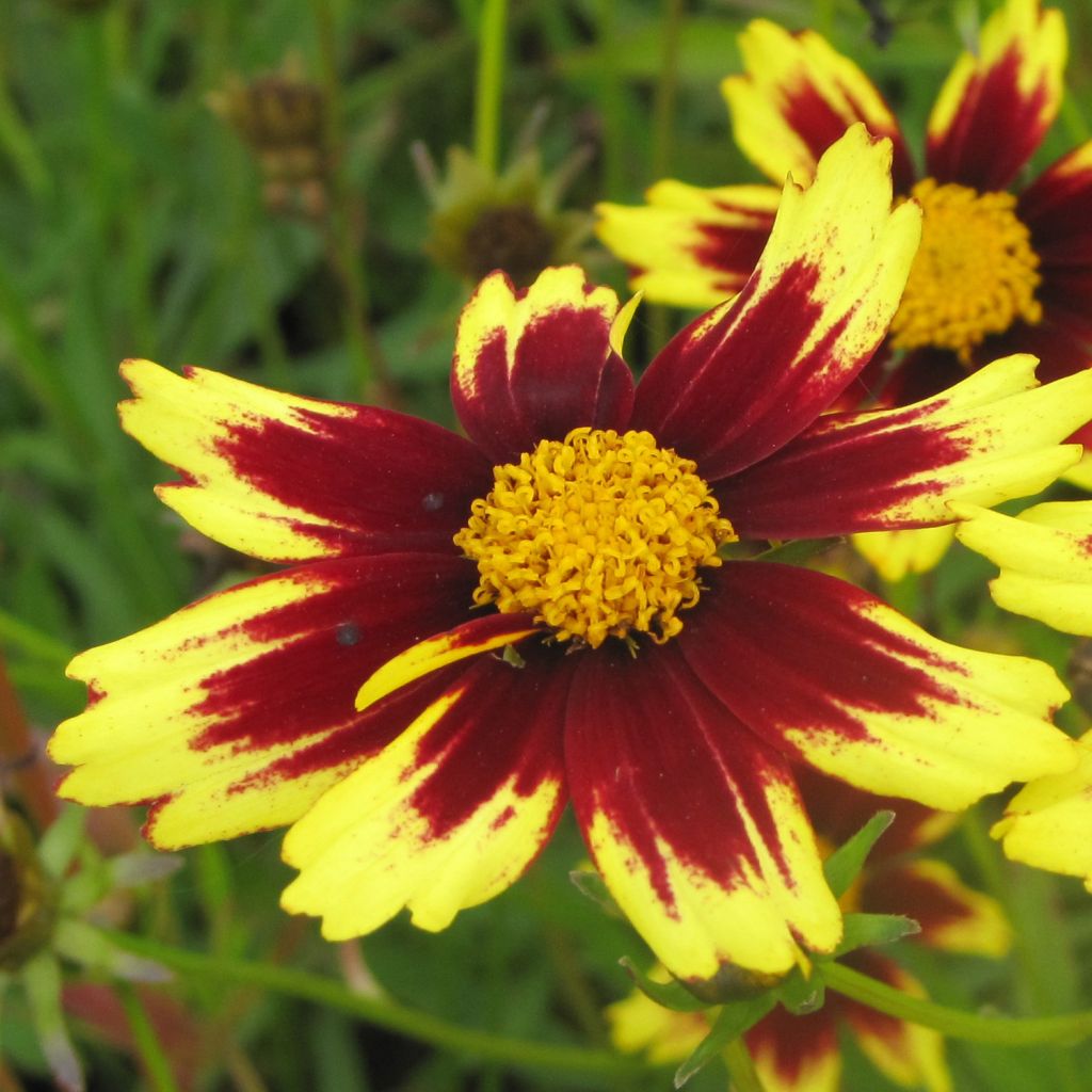Coreopsis Cosmic Eye - Coréopsis bordeaux et jaune d'or