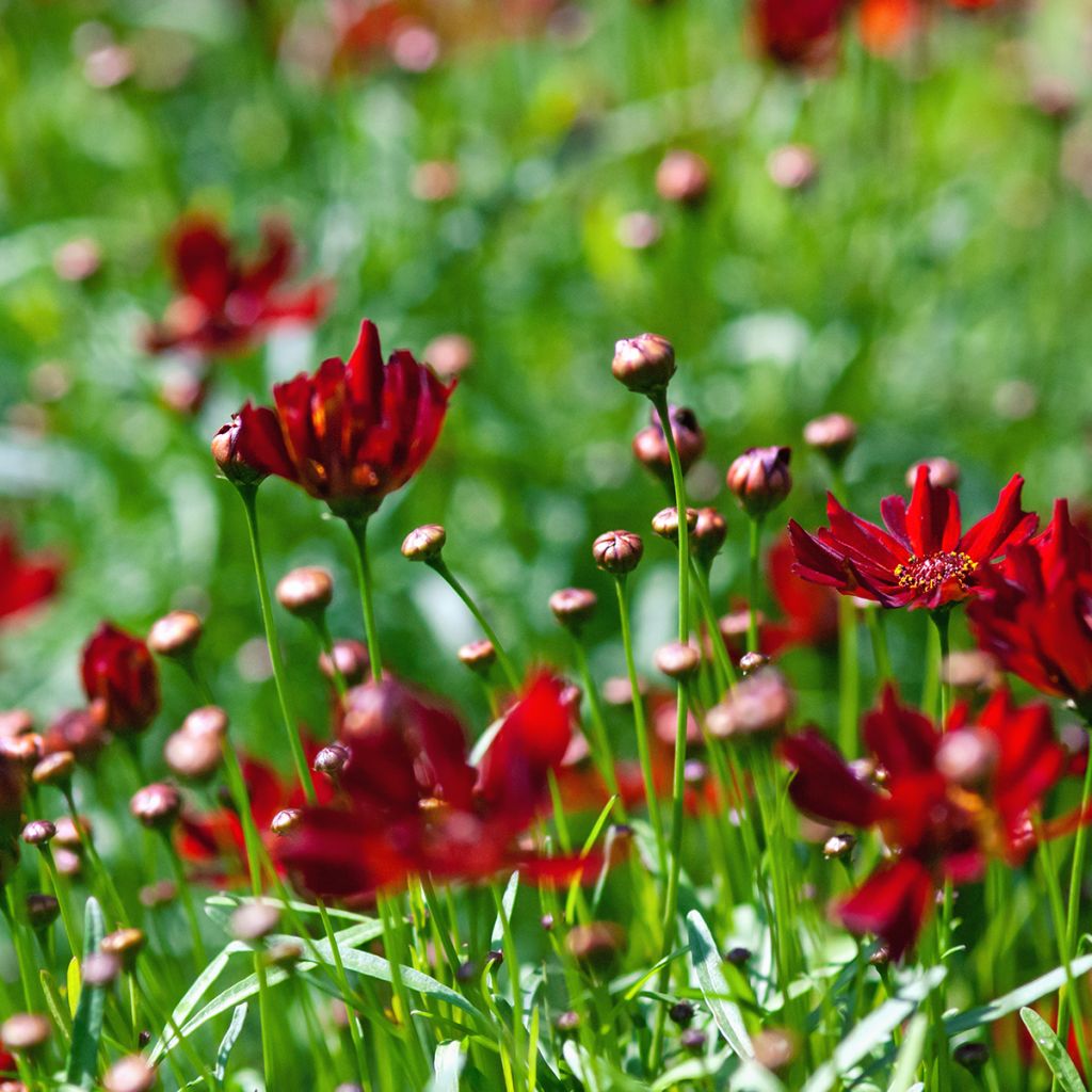 Coreopsis Limerock ruby