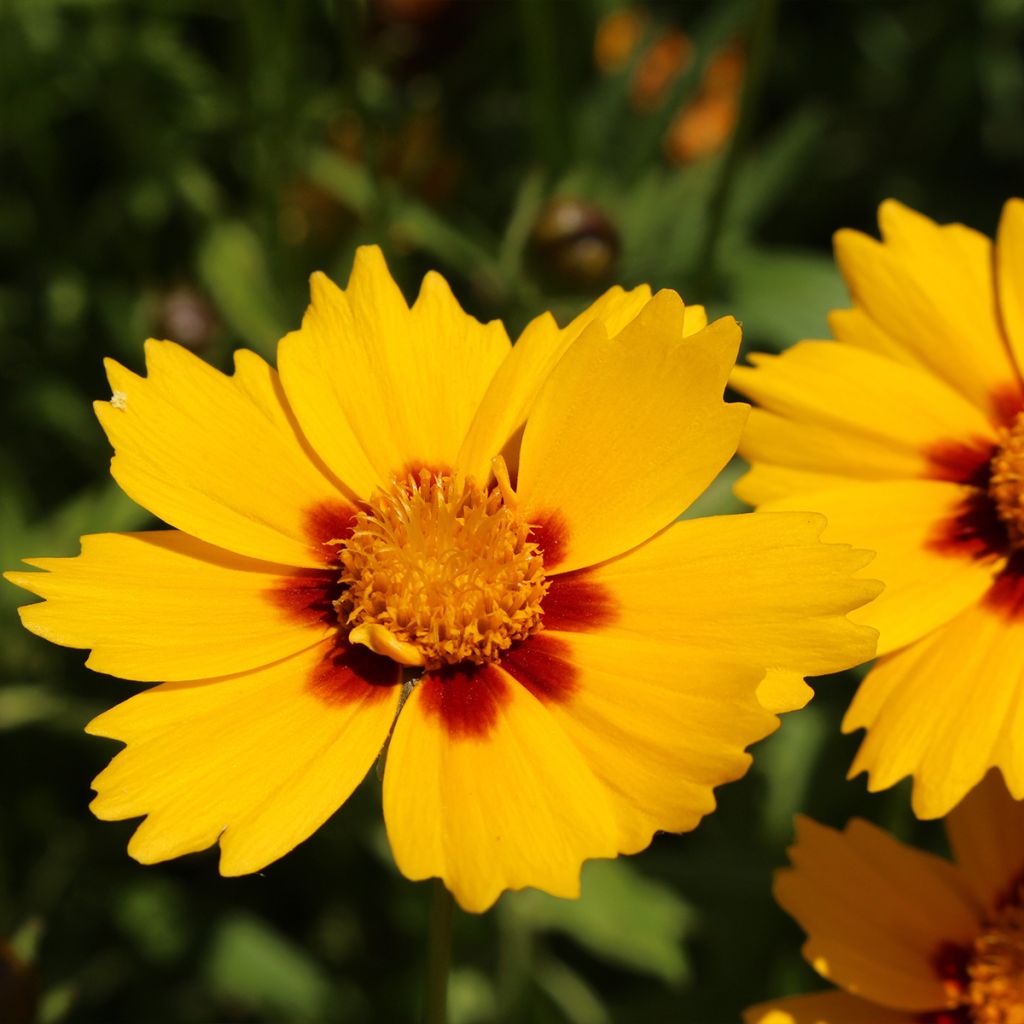 Coreopsis grandiflora Tequila Sunrise