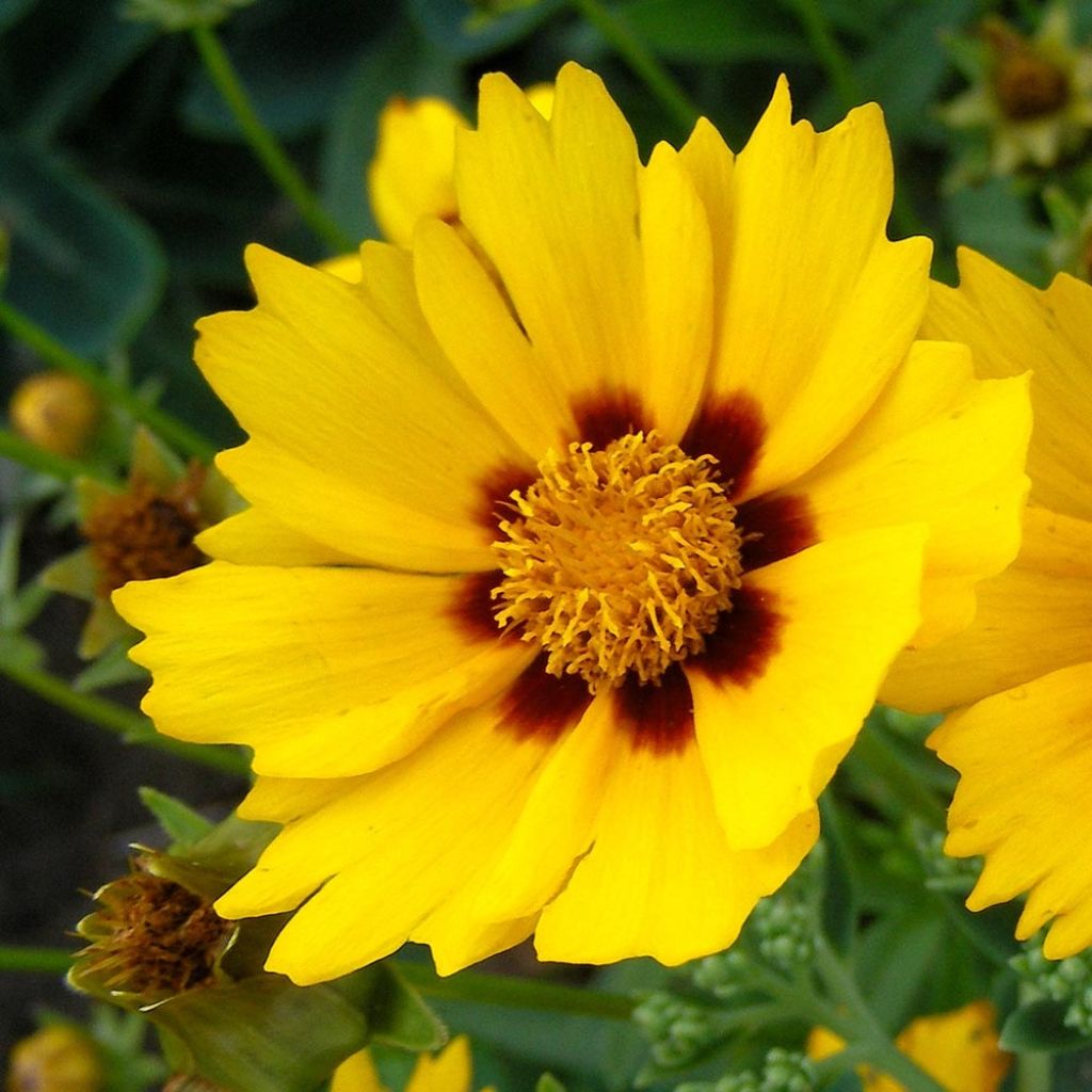 Coreopsis lanceolata Baby Gold