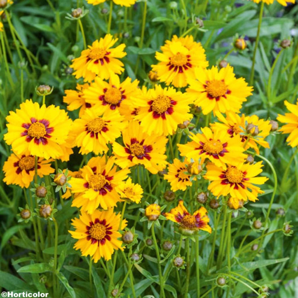 Coreopsis lanceolata Sterntaler
