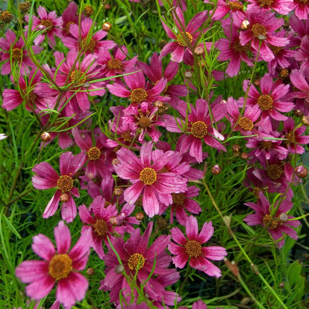 Coreopsis Heaven's Gate