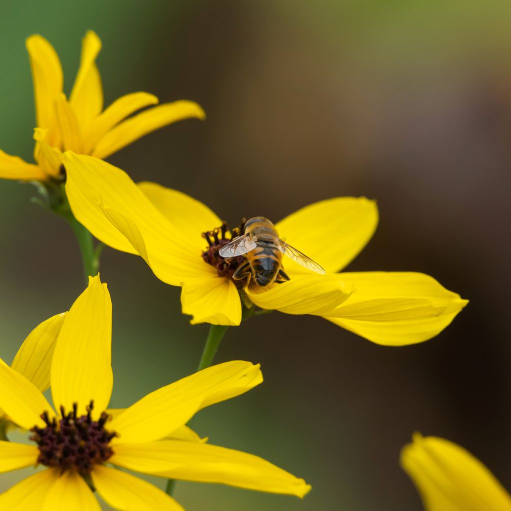 Coreopsis tripteris