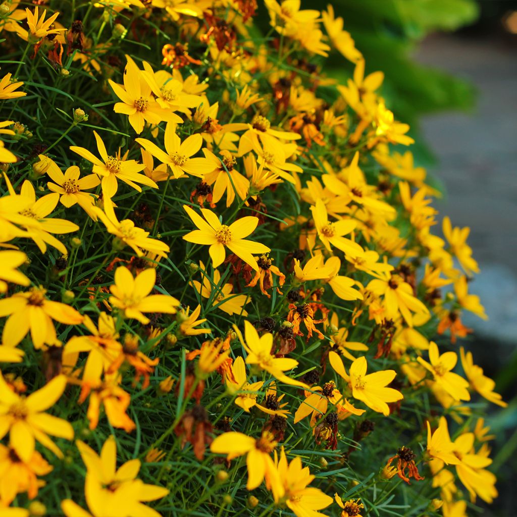 Coreopsis verticillata Zagreb