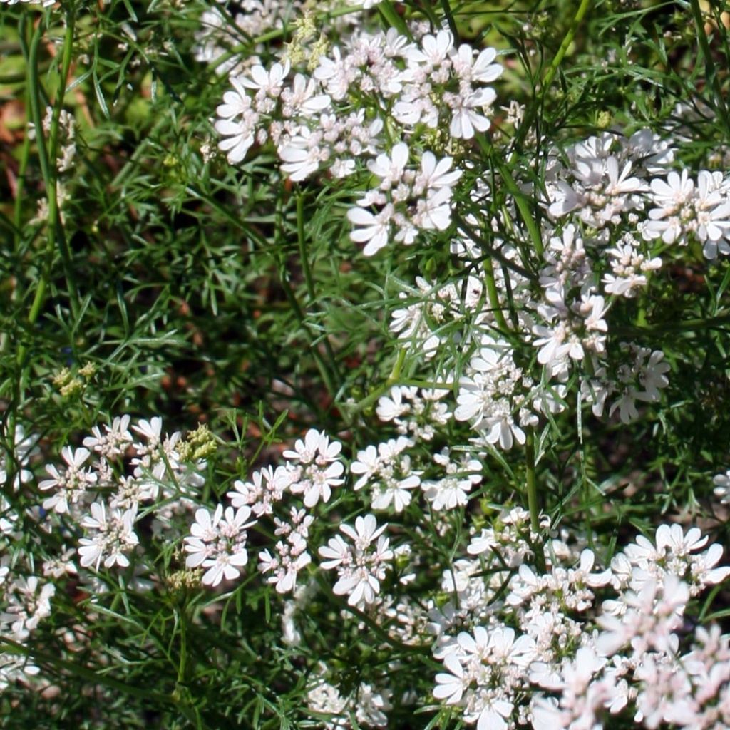 Coriandolo (piante)