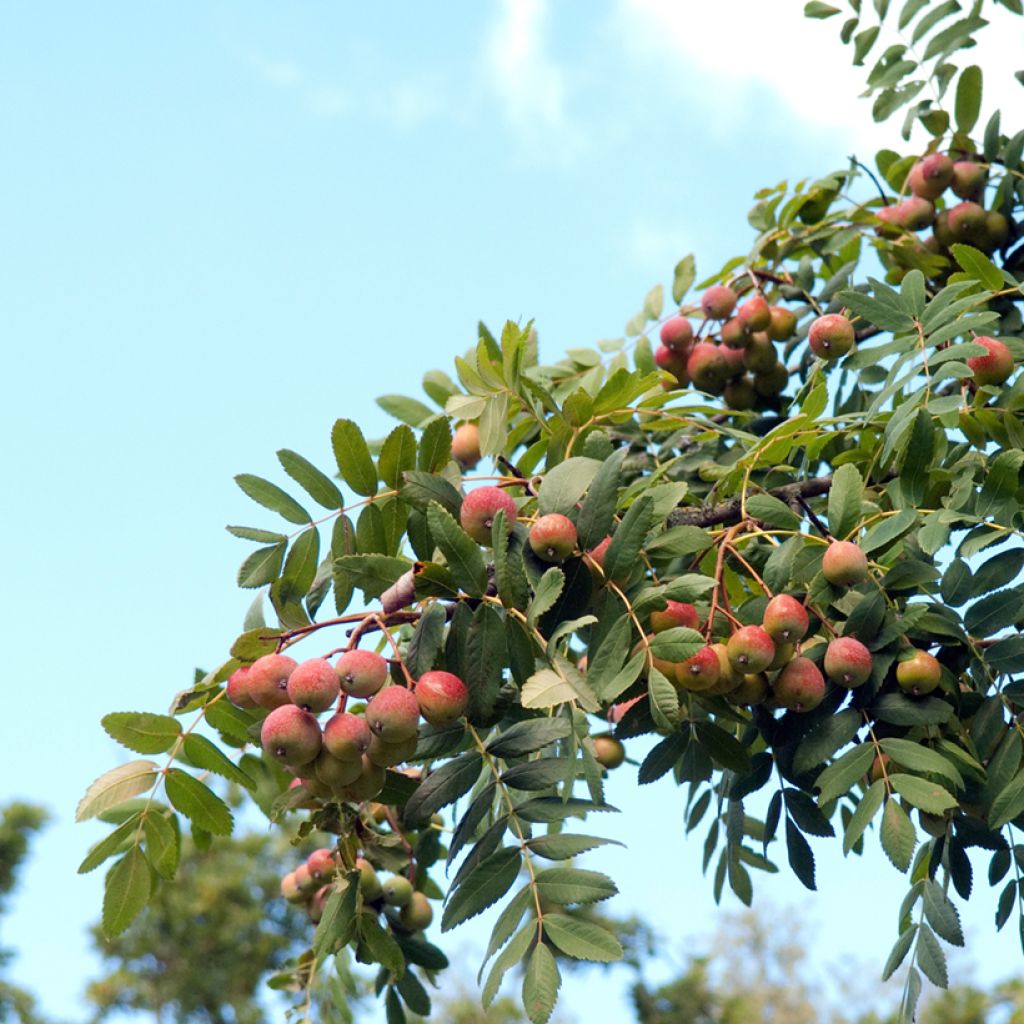 Sorbo domestico - Sorbus domestica