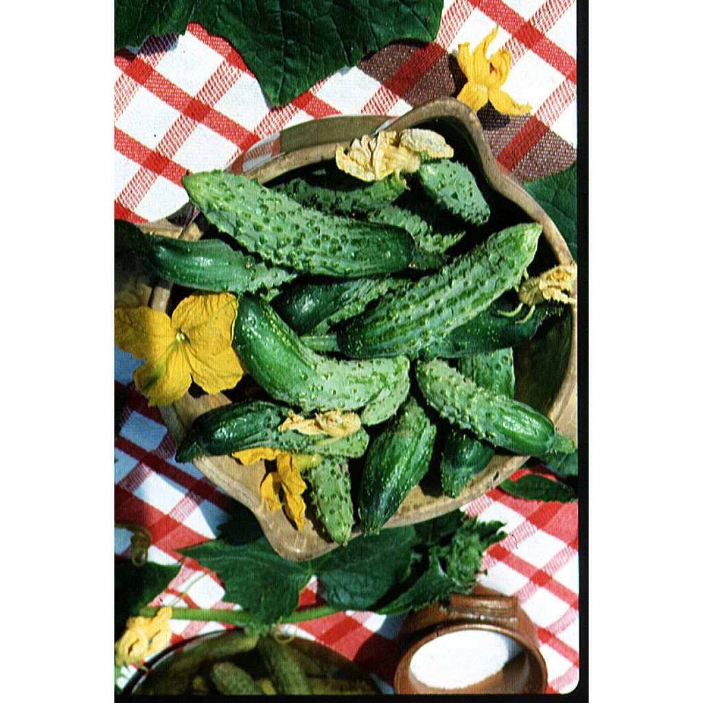 Cetriolino per sottaceto Fine di Meaux