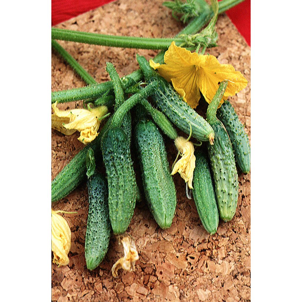 Cetriolino per sottaceto Fine di Meaux