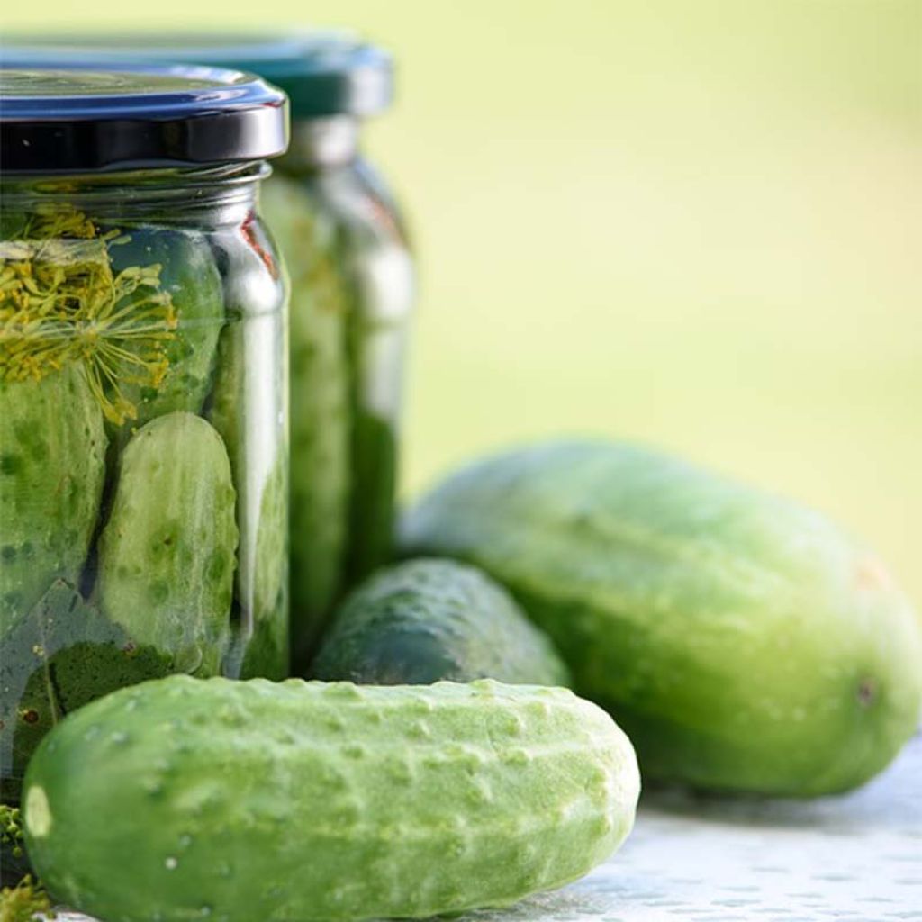 Cornichon Hokus