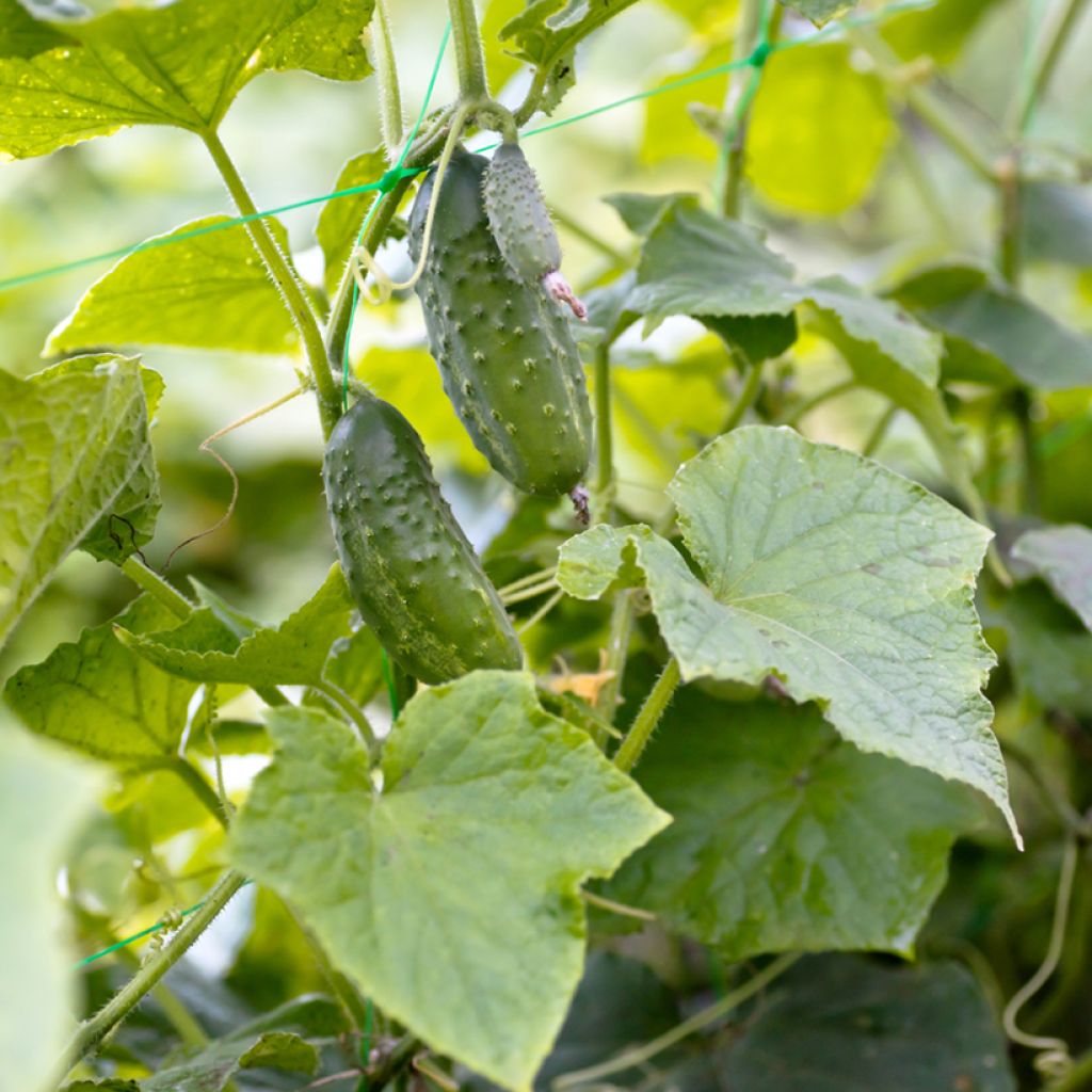 Cetriolino per sottaceto Verde Petit de Paris BIO (semi)