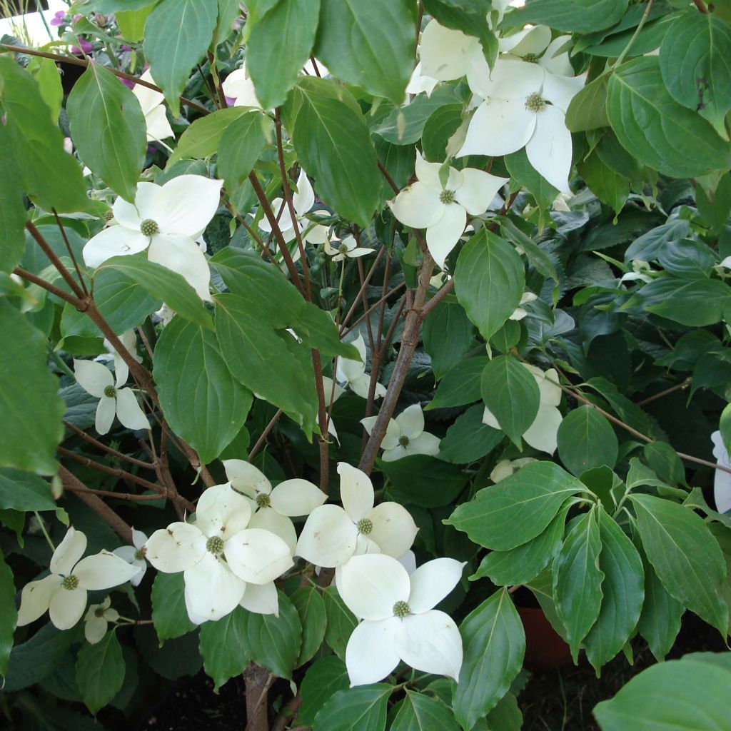 Cornus Eddie's White Wonder - Corniolo da fiore