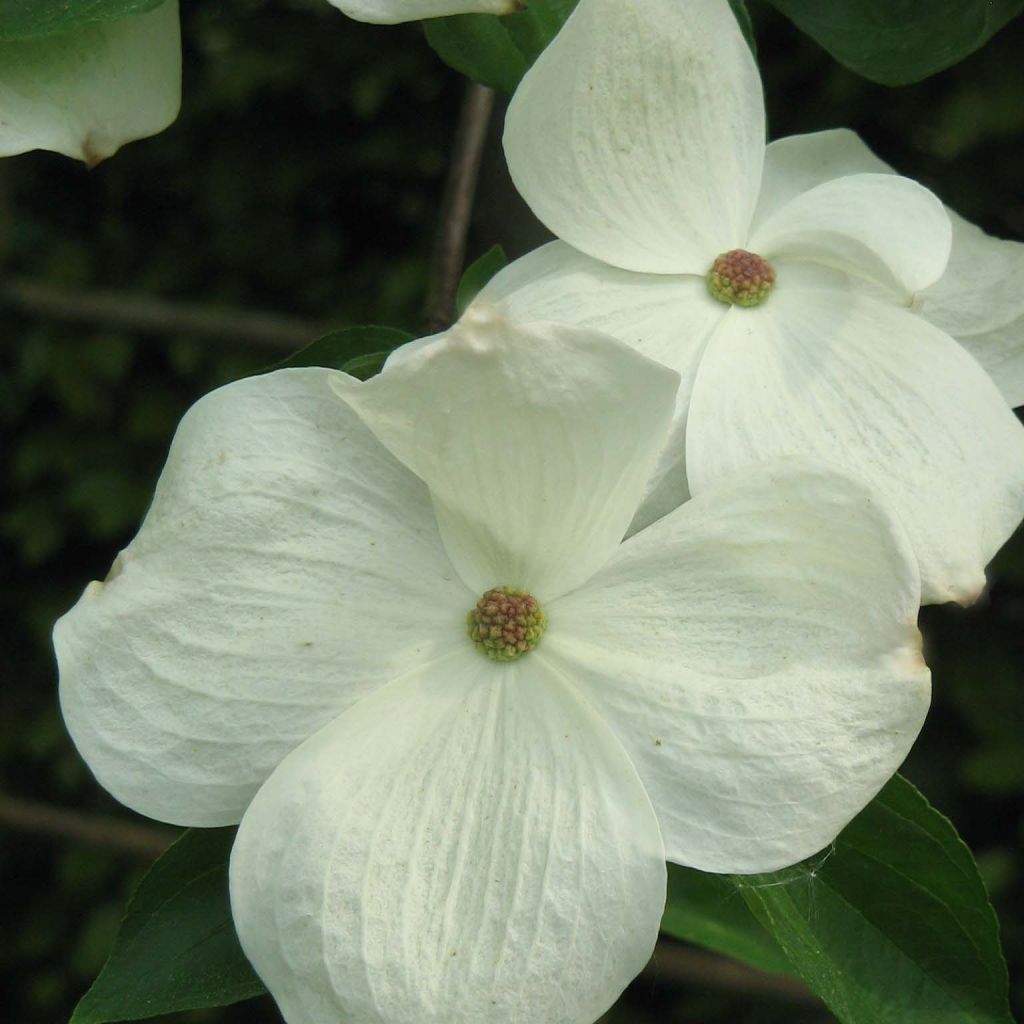Cornus Eddie's White Wonder - Corniolo da fiore