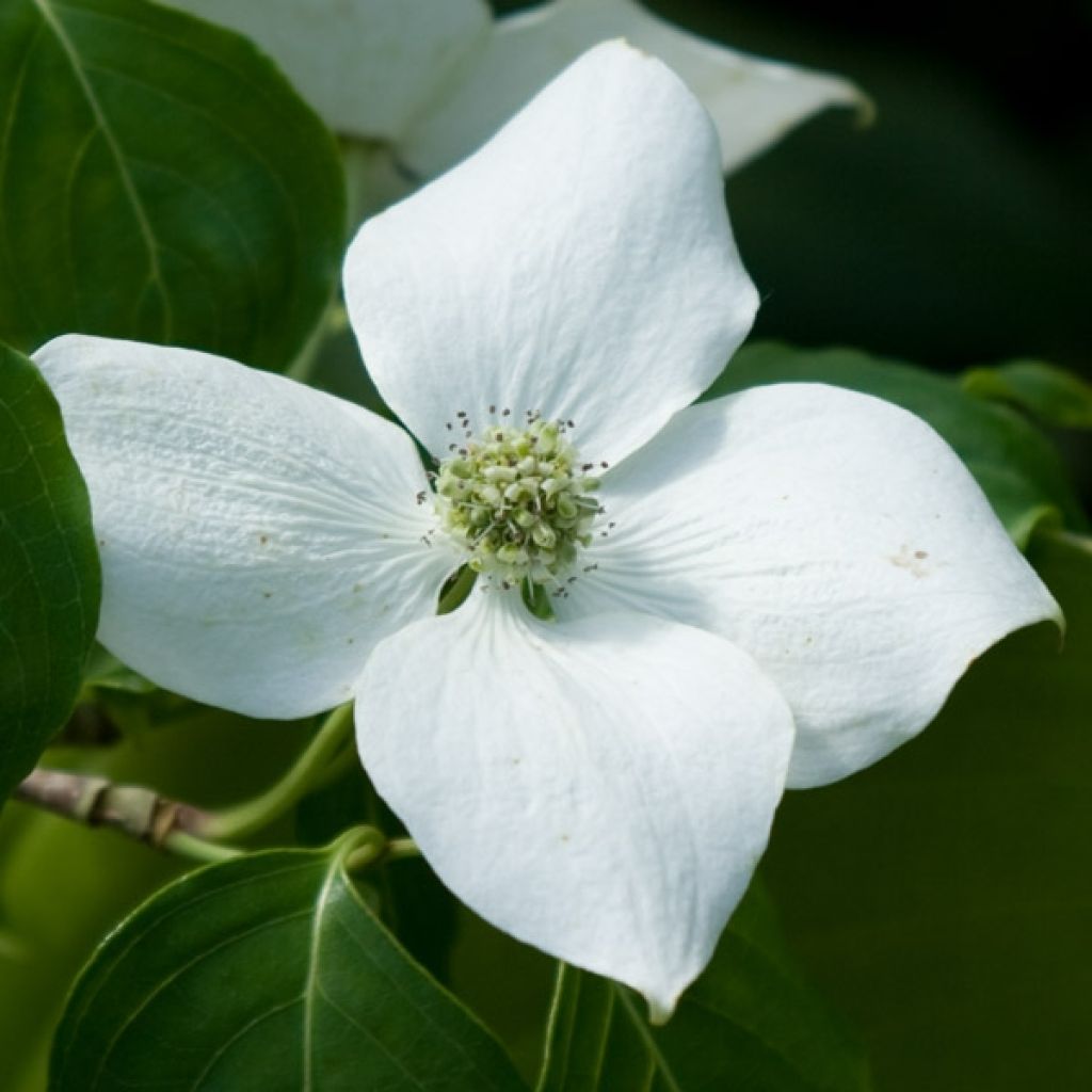 Cornus kousa China Girl - Corniolo giapponese