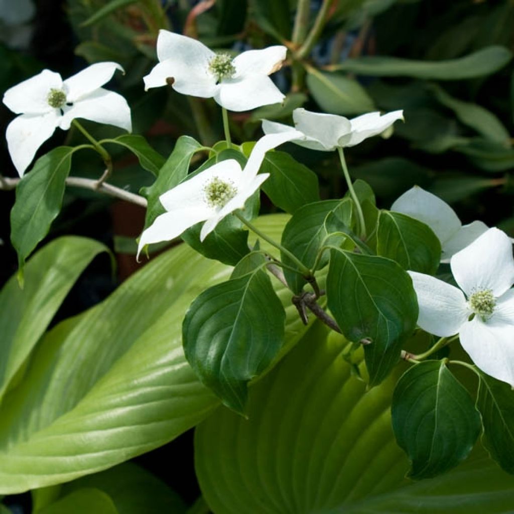Cornus kousa China Girl - Corniolo giapponese