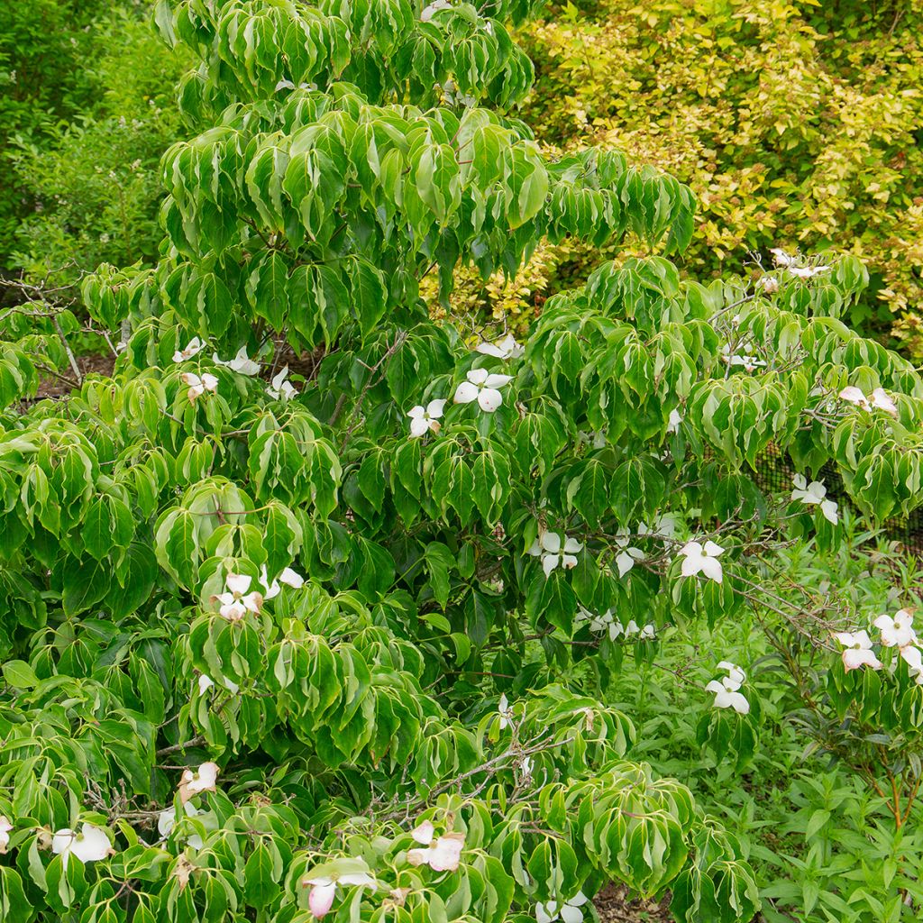 Cornus kousa Milky Way - Corniolo giapponese