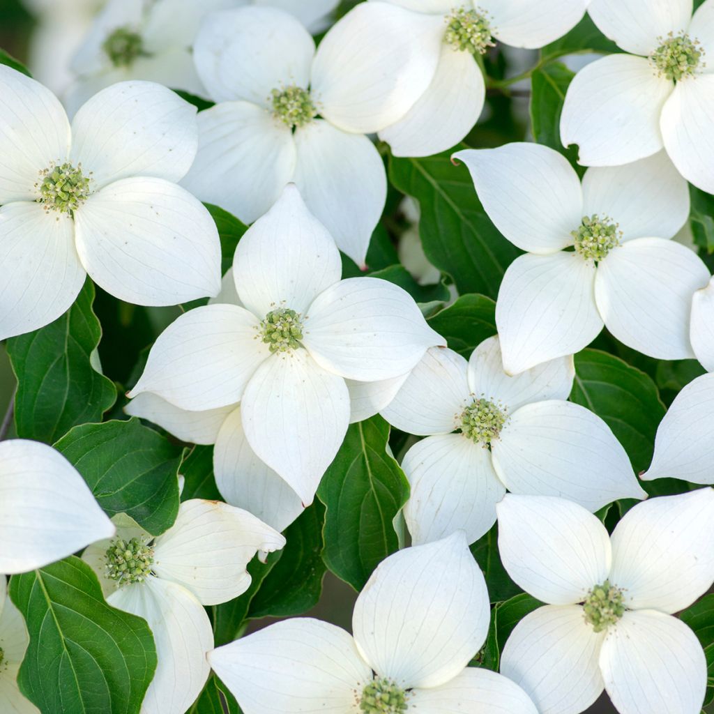 Cornus kousa Milky Way - Corniolo giapponese