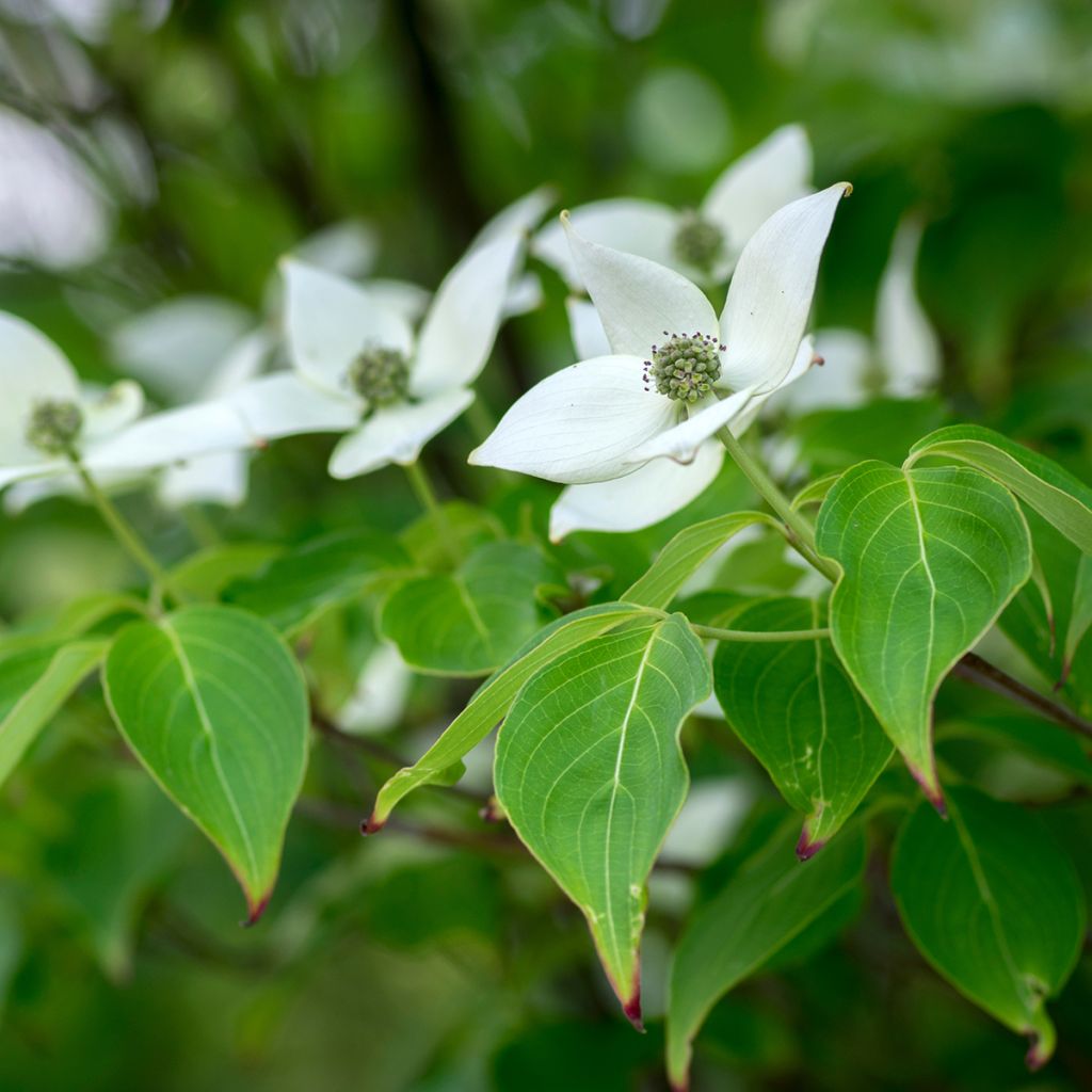 Cornus kousa Milky Way - Corniolo giapponese