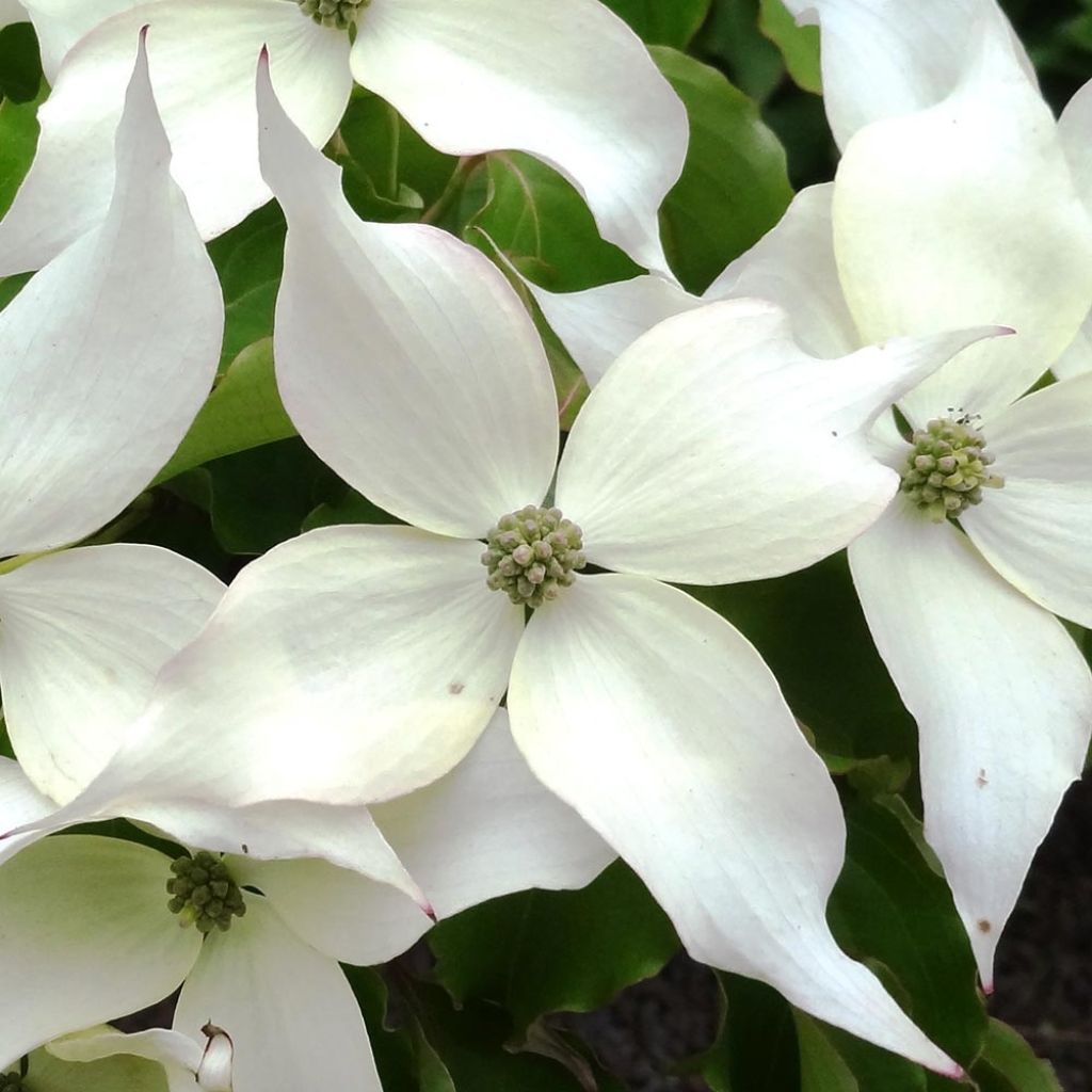 Cornus kousa Weisse Fontaine - Corniolo giapponese