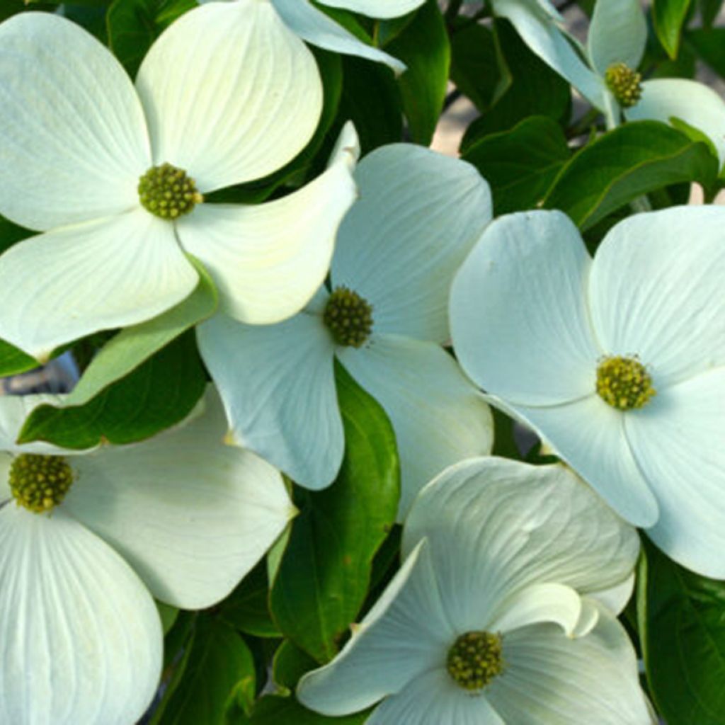 Cornus Starlight - Corniolo da fiore