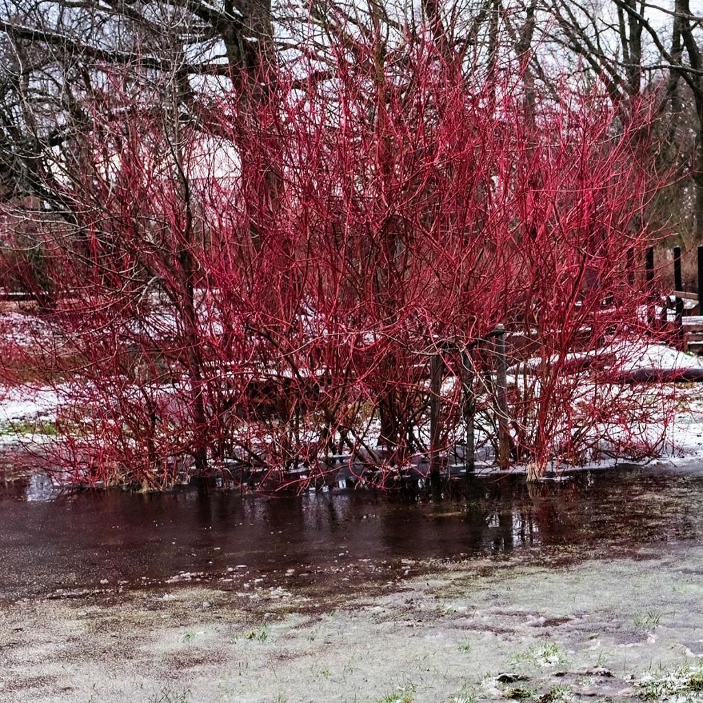 Corniolo bianco - Cornus alba