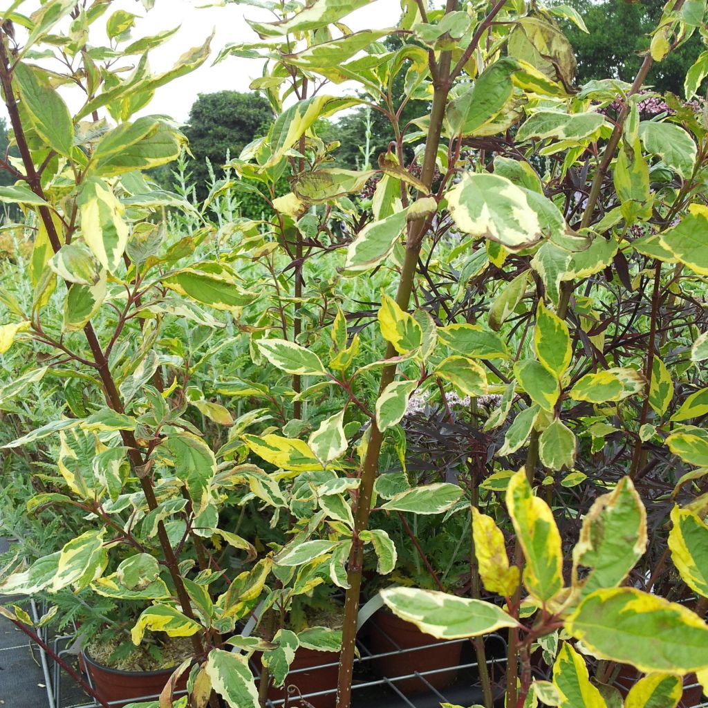 Cornus alba Gouchaultii