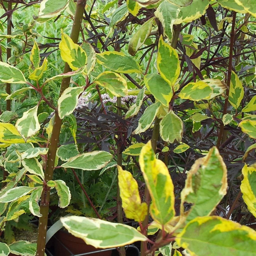 Cornus alba Gouchaultii