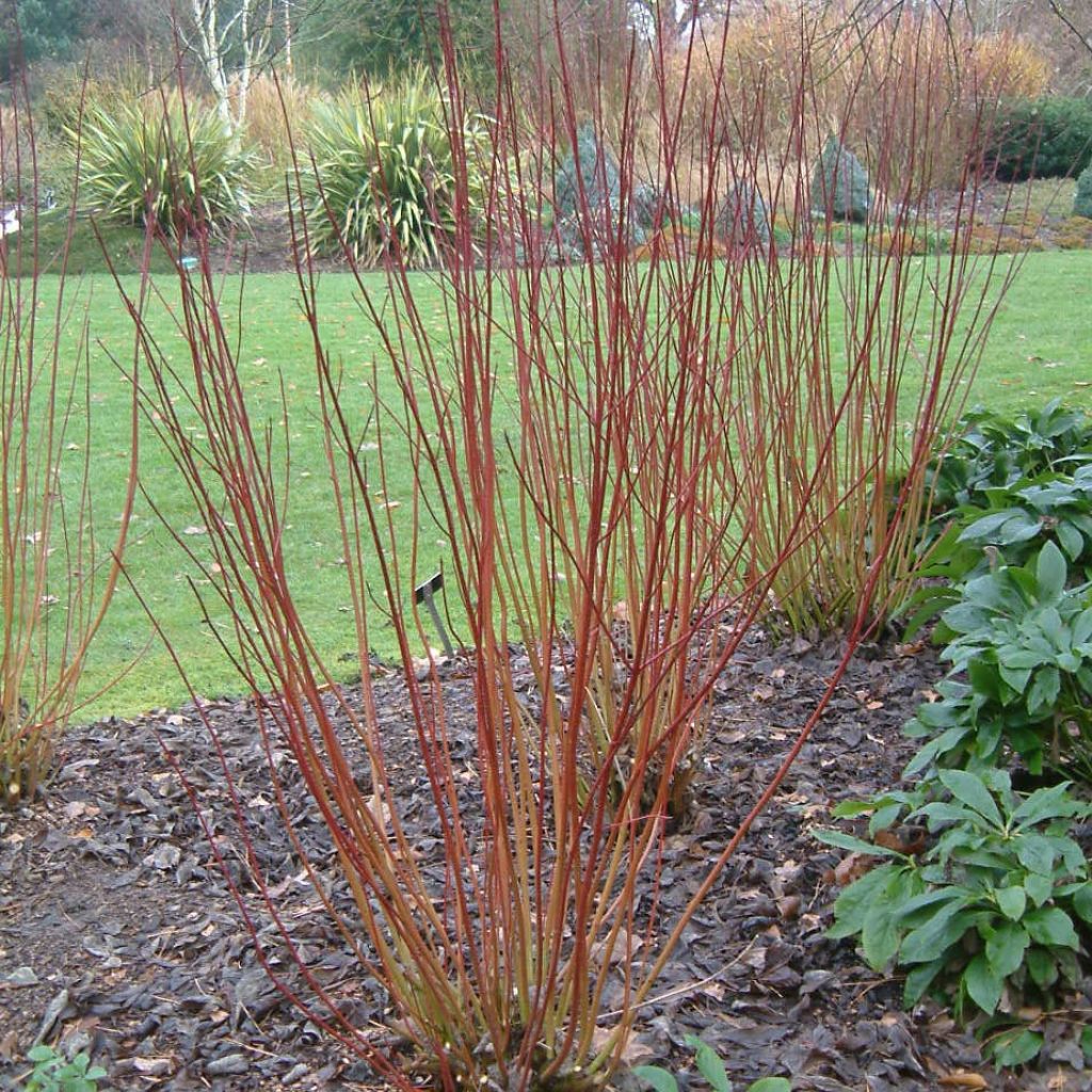 Cornus alba Ivory Halo