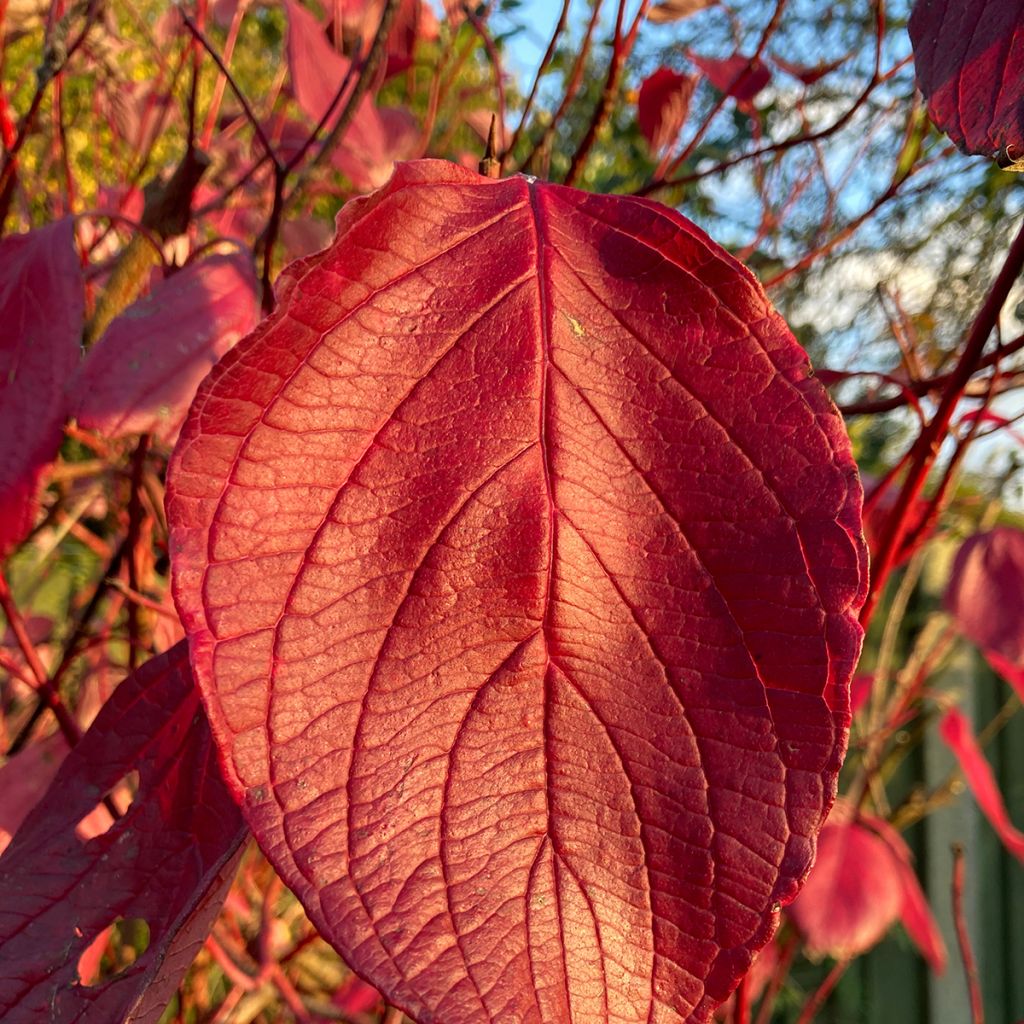 Cornus alba Kesselringii