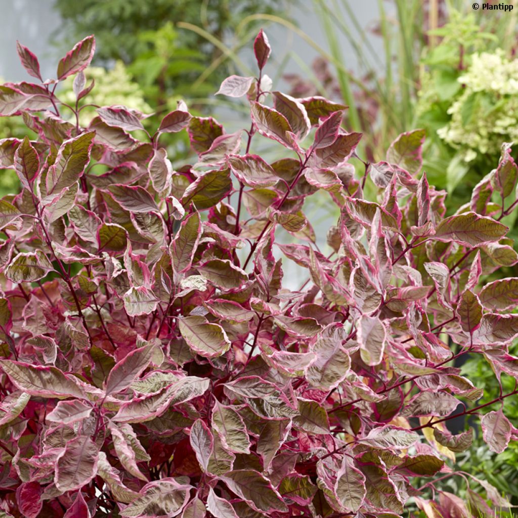 Cornus alba Miracle