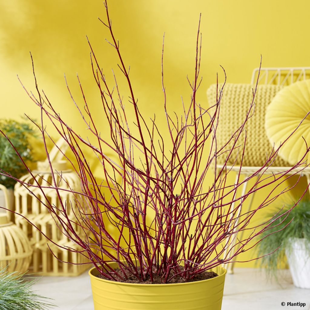 Cornus alba Miracle