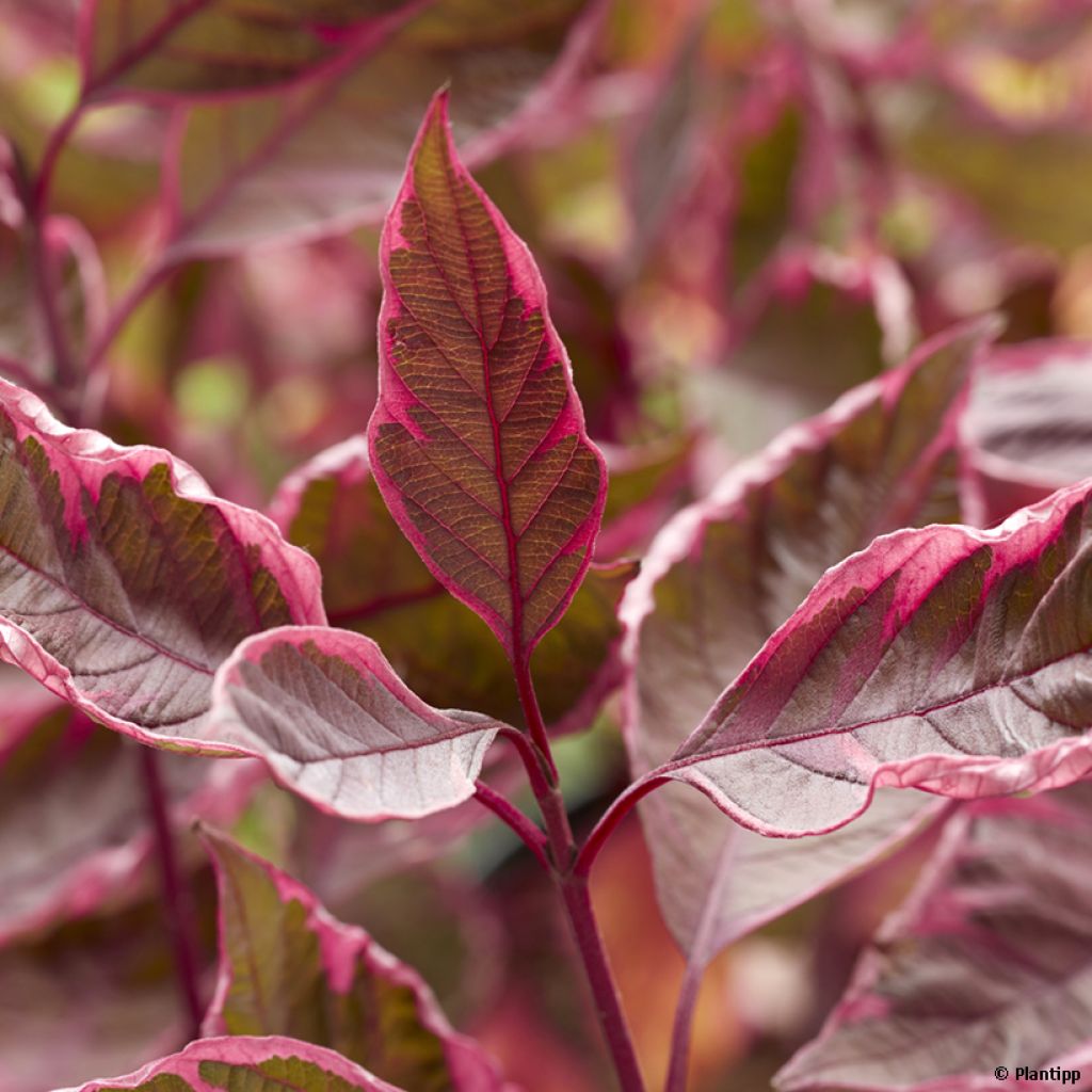 Cornus alba Miracle