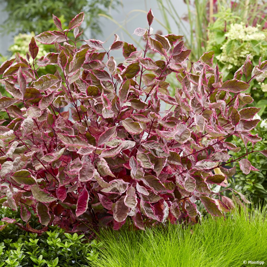 Cornus alba Miracle