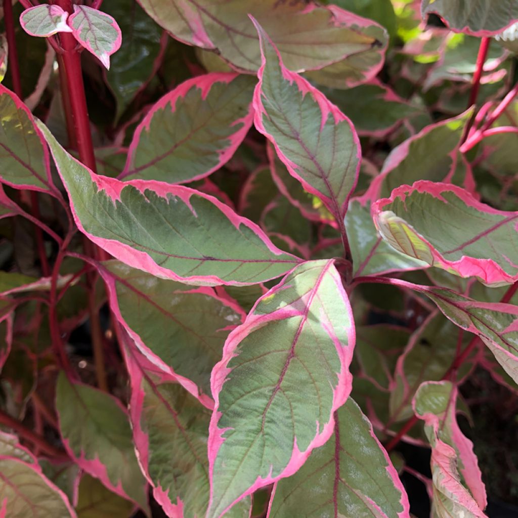 Cornus alba Miracle