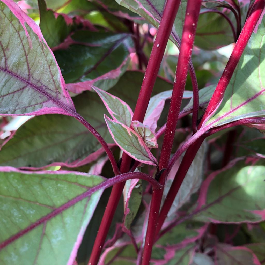 Cornus alba Miracle