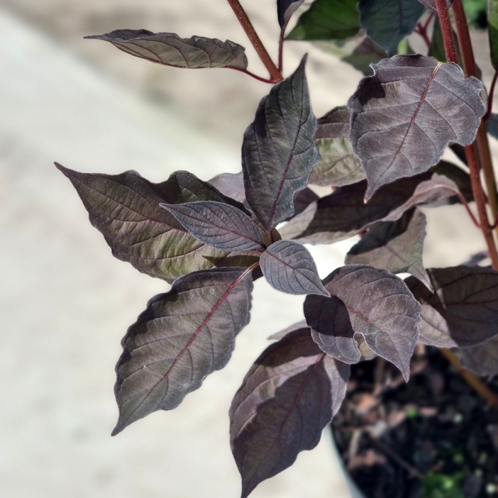 Cornus alba Nightfall