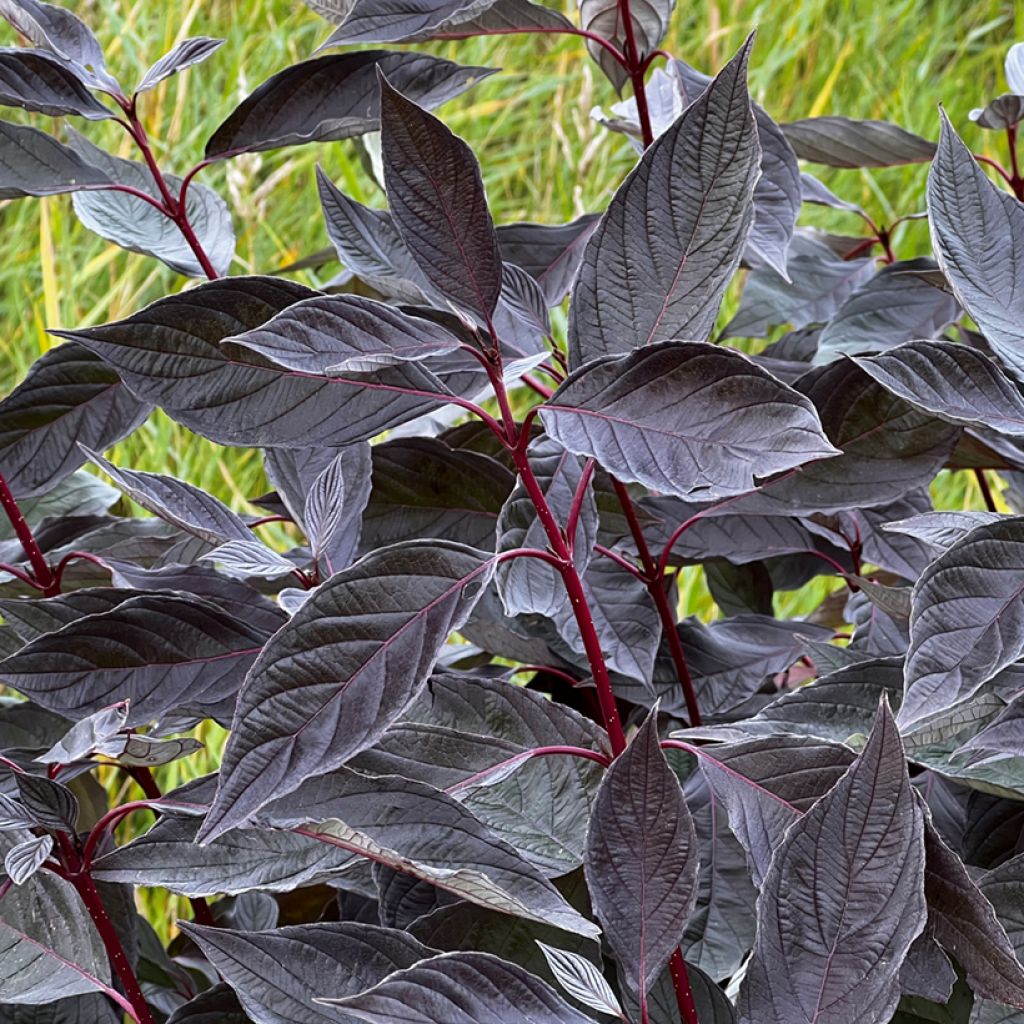 Cornus alba Nightfall
