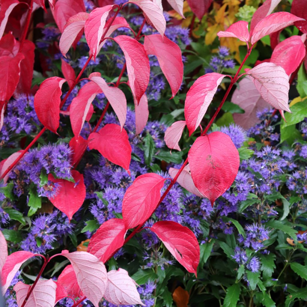 Cornus alba Siberian Pearls