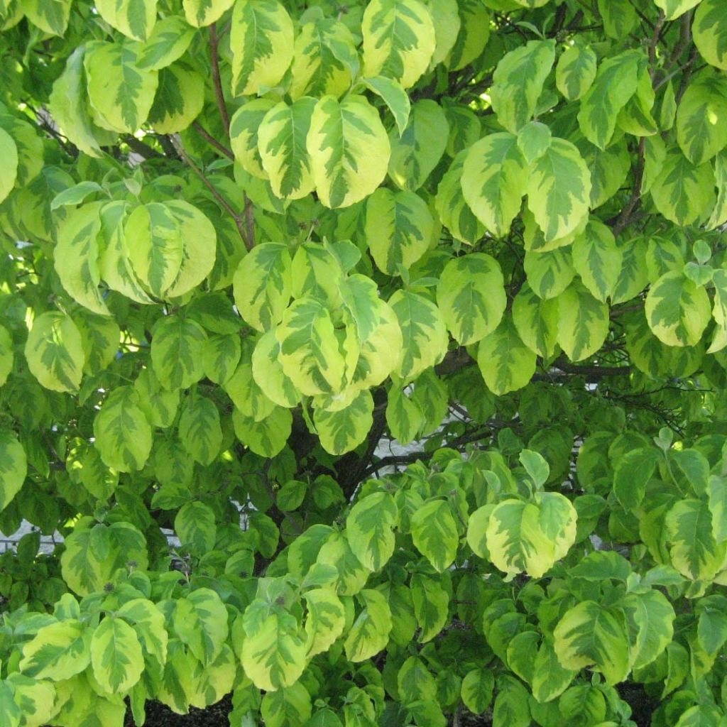 Cornus alba Spaethii