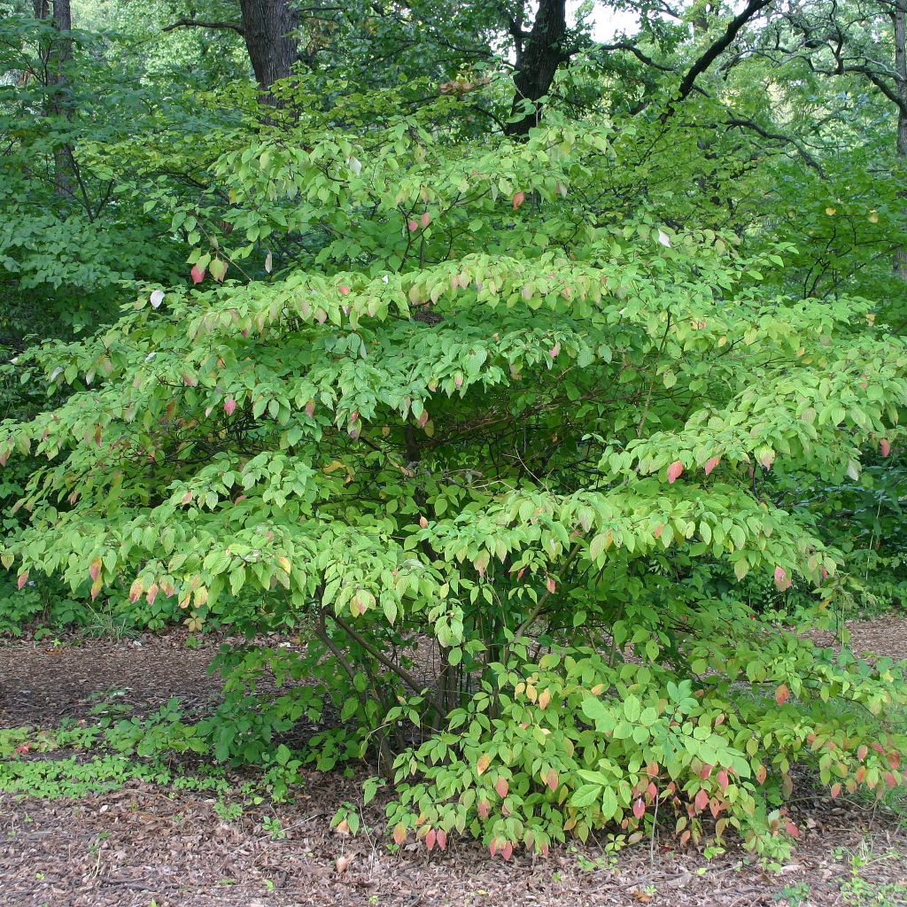 Cornus alternifolia