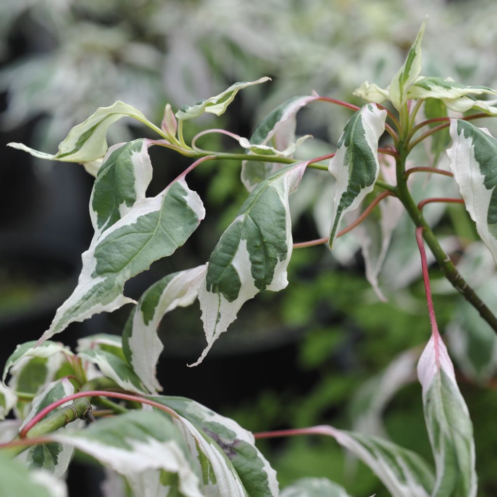 Cornus alternifolia Argentea