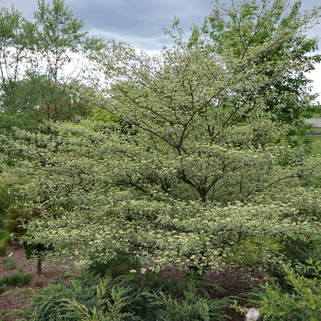 Cornus alternifolia Silver Giant