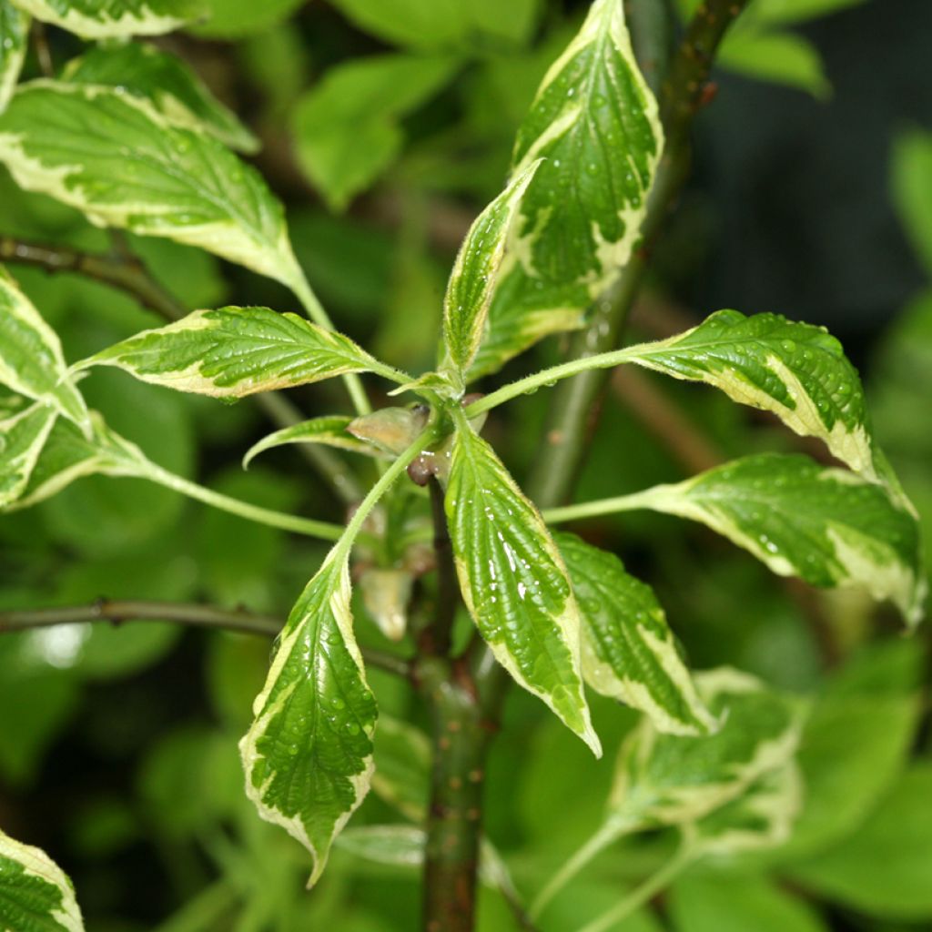 Cornus alternifolia Silver Giant