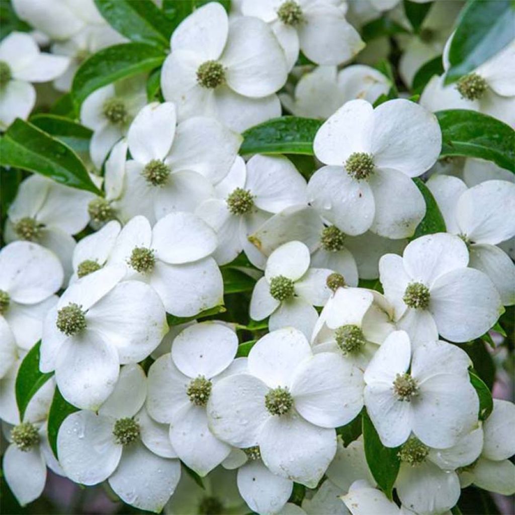 Cornus angustata Empress of China